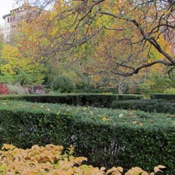 ilex crenata -green hedge